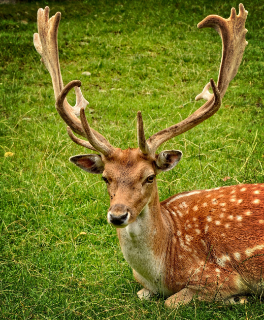 antler-899124_1920