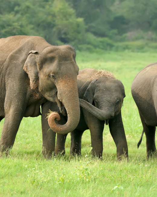 elephants-national-park-sri-lanka